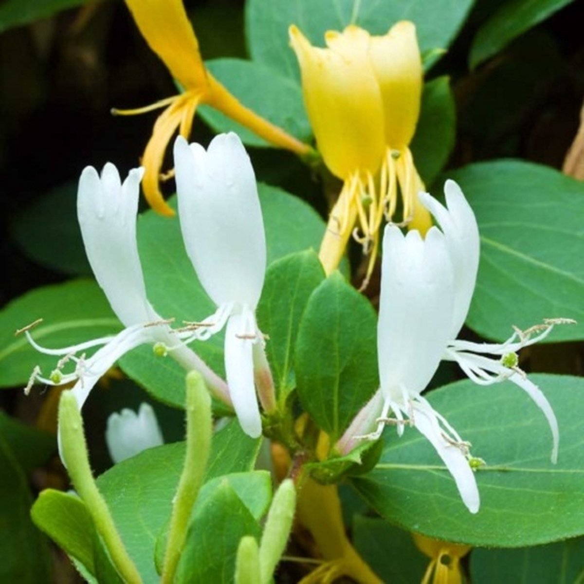 Kamperfoelie Halliana (Lonicera) - Klimplant | Geel - Winterhard | 1,5 liter pot