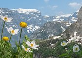 Ansichtkaart alpenflora (nr 712)