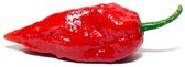 Ghost Pepper / Bhut Jolokia / Chili / BBQ / Rub /Food / Foodie / Sambal /Vuur / Kado / Gift /Mannen / Pittig / Tuin /