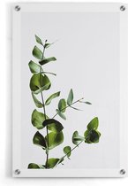 Walljar - Eucalyptus - Muurdecoratie - Plexiglas schilderij
