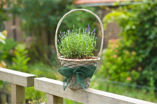 Nature juteband naturel voor bomen en decoratie, 220 g/m2