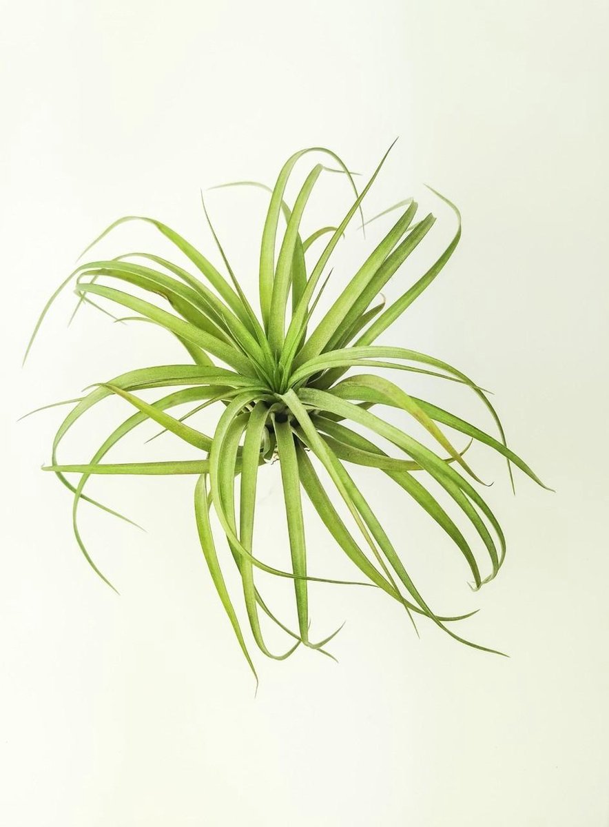 Tillandsia Capitata XL op transparante houder - Luchtplant - Airplant - Cadeau - Gift - Home Interior