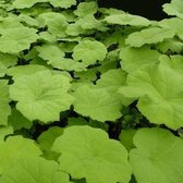 6x Astilboides tabularis - Tafelblad - Pot 9x9 cm