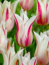 150x Tulpen 'Marilyn'  bloembollen met bloeigarantie