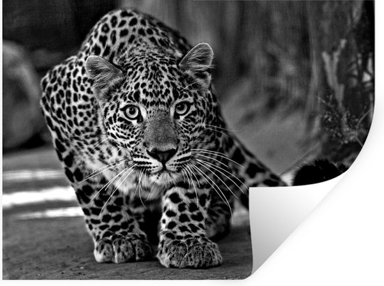 Opnemen Iedereen Aan Muurstickers - Close-up luipaard - zwart wit - 120x90 cm - Plakfolie |  bol.com
