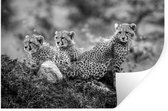 Muurstickers - Sticker Folie - Close-up luipaarden tegen vervaagde achtergrond - zwart wit - 30x20 cm - Plakfolie - Muurstickers Kinderkamer - Zelfklevend Behang - Zelfklevend behangpapier - Stickerfolie