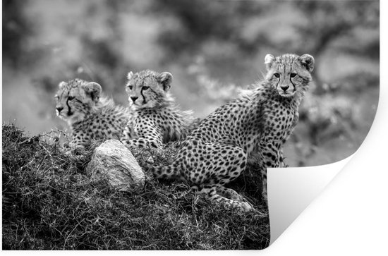 Muurstickers - Sticker Folie - Close-up luipaarden tegen vervaagde achtergrond - zwart wit - 30x20 cm - Plakfolie - Muurstickers Kinderkamer - Zelfklevend Behang - Zelfklevend behangpapier - Stickerfolie