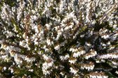 6 x Erica darleyensis - wit - winterheide - P10.5