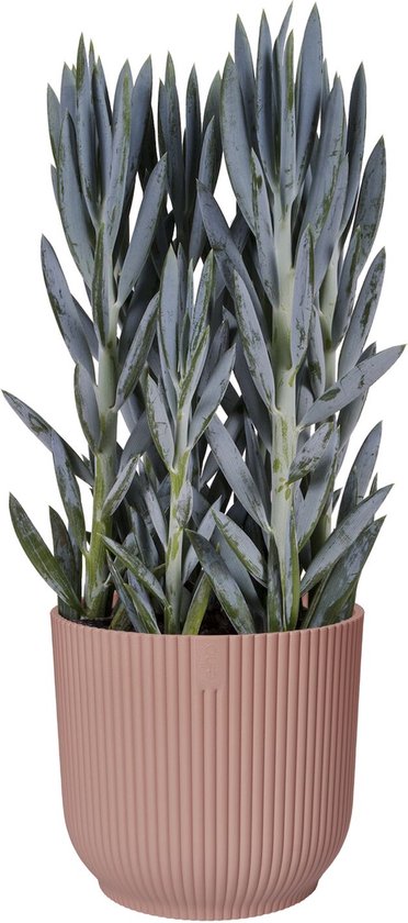 Roze Elho bloempot met verticale ribbels, met een succulente plant.