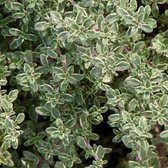 6x Thymus citriodorus ‘Silver Queen’ - Citroentijm - Pot 9x9 cm