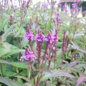 6x Verbena hastata ‘Blue Spires’ - IJzerhard - Pot 9x9 cm