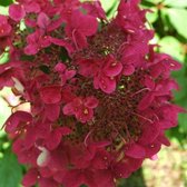 1x Hydrangea paniculata 'Wim's Red'® - Hortensia - Planthoogte 30-40 cm in pot
