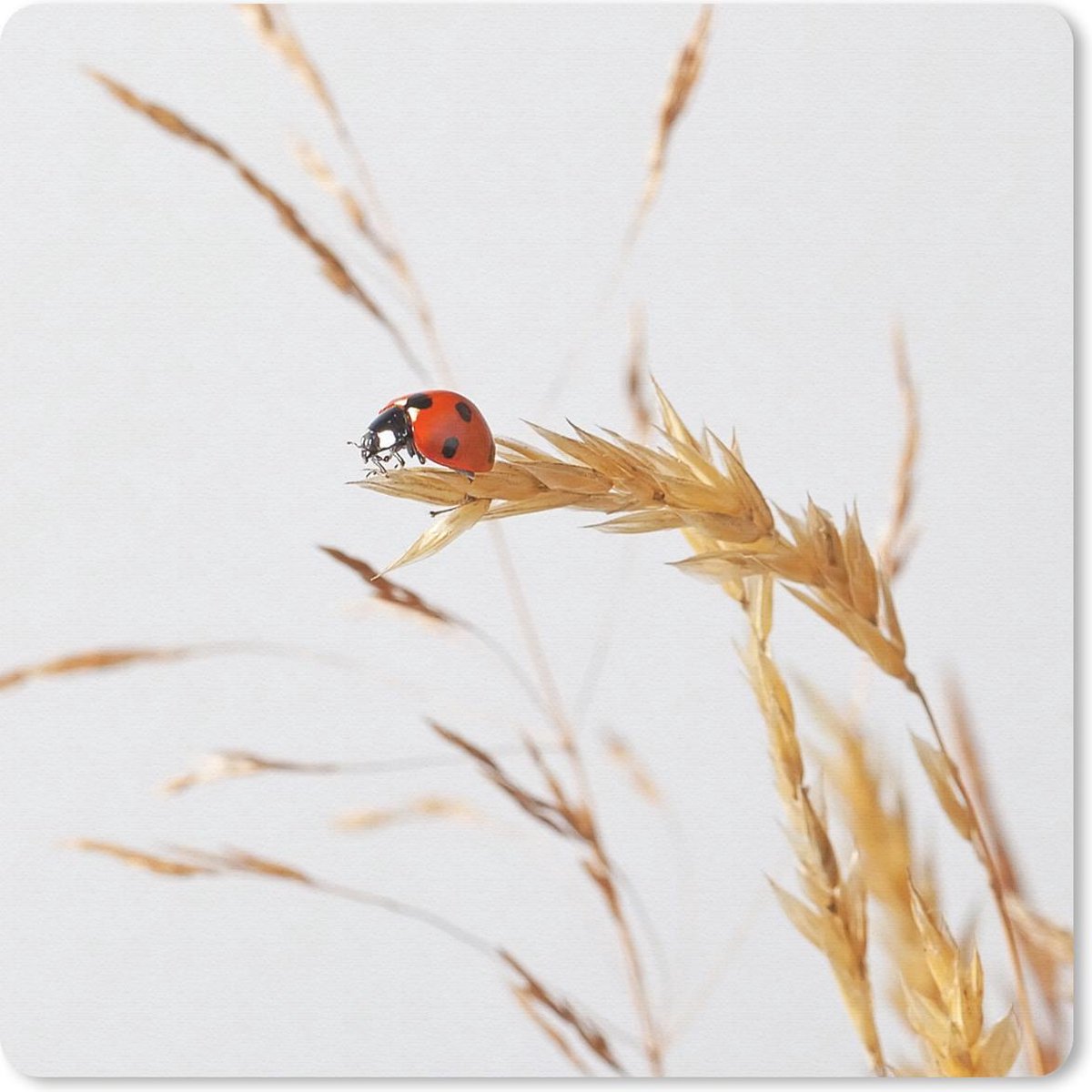 Muismat 30x30 cm - Mousepad Lieveheersbeestje op gras - Muismatten