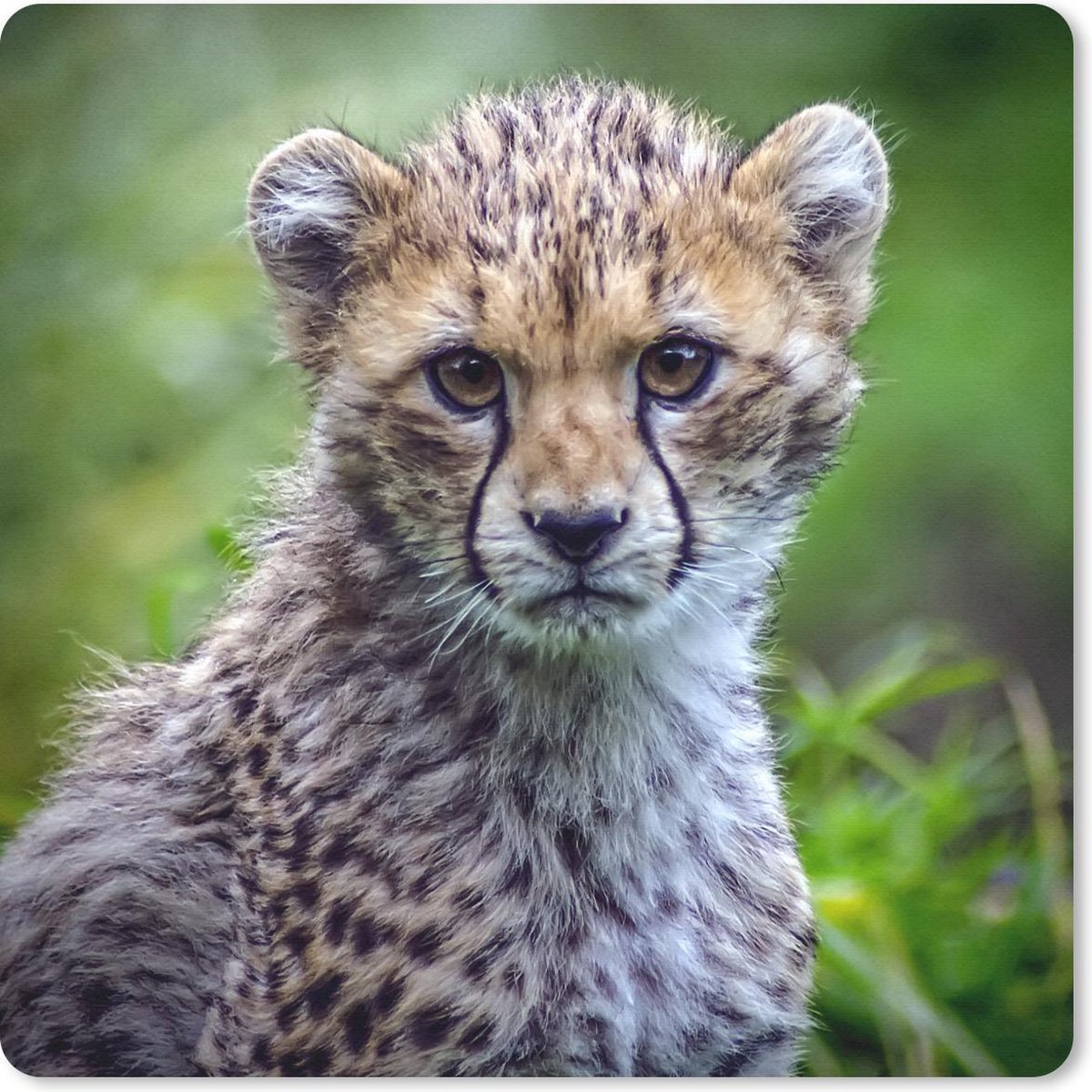 Muismat 30x30 cm - Mousepad Portret van een cheeta - Muismatten