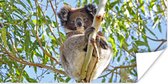 Poster Koala - Bladeren - Lucht - Kinderen - Jongens - Meiden - 120x60 cm