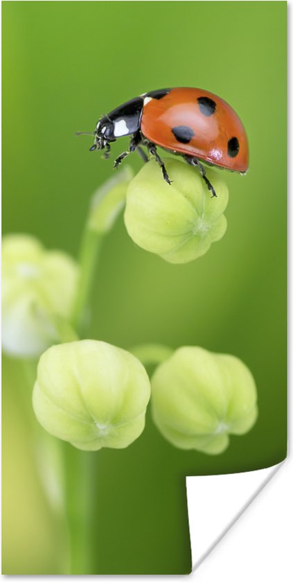 Poster Lente lieveheersbeestje - 40x80 cm