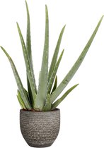 Kamerplant van Botanicly – Aloe Vera in veelkleurig Keramisch pot 'MICA' als set – Hoogte: 55 cm