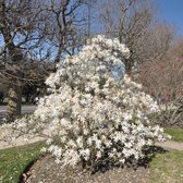 Magnolia stellata - Stermagnolia - Planthoogte: 50-60 cm - Pot Ø 22 cm (4,5 liter)