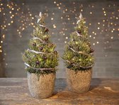 2 stuks Lavandula Angustifolia 'Christmas Tree' - Lavendel