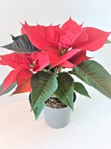 RealPlants - Poinsettia - 35 Cm - Ø 25 - 1 Stuks