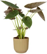 Alocasia Wentii in ELHO Vibes (geel) – ↨ 75cm – ⌀ 22cm