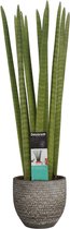 FloraExpert - Sansevieria - 70 Cm - Ø 18