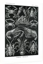 Parthenope - Decapoda (Kunstformen der Natur), Ernst Haeckel - Foto op Dibond - 60 x 80 cm