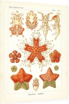 Asterias - Asteridea (Kunstformen der Natur), Ernst Haeckel - Foto op Dibond - 30 x 40 cm