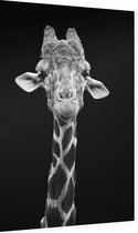 Giraffe zwart wit op zwarte achtergrond,  - Foto op Dibond - 40 x 60 cm