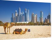 Kamelen op Jumeirah strand voor de skyline van Dubai - Foto op Dibond - 90 x 60 cm