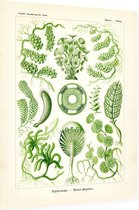 Caulerpa - Siphoneae (Kunstformen der Natur), Ernst Haeckel - Foto op Dibond - 30 x 40 cm