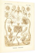 Tubuletta - Tubulariae (Kunstformen der Natur), Ernst Haeckel - Foto op Dibond - 60 x 80 cm