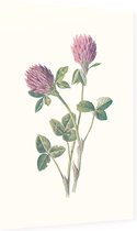 Rode Klaver (Red Meadow Clover) - Foto op Dibond - 40 x 60 cm