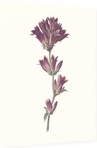 Kluwenklokje (Clustered Bellflower) - Foto op Dibond - 60 x 80 cm