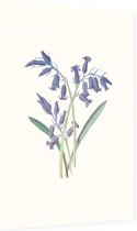 Hyacinthus (Hyacinth) - Foto op Dibond - 40 x 60 cm