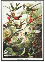 Akoestisch Wandpaneel Kolibries - 70x50 - Geluidsdempende Wanddecoratie Dieren