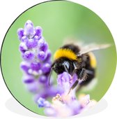 WallCircle - Wandcirkel - Muurcirkel - Hommel - Insecten - Lavendel - Aluminium - Dibond - ⌀ 140 cm - Binnen en Buiten