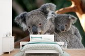 Behang - Fotobehang Koala's - Vader - Kind - Kinderen - Jongens - Meisjes - Breedte 360 cm x hoogte 240 cm