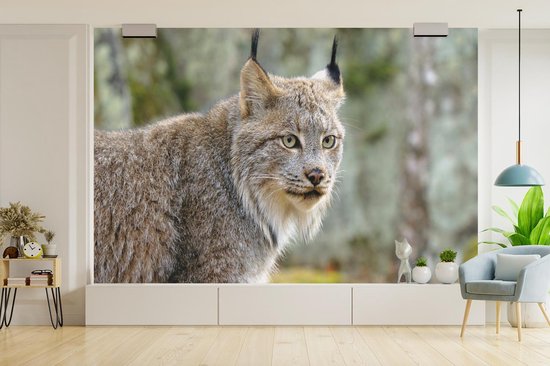 Papier peint - Papier Papier peint photo Lynx - Forêt - Grijs - Largeur 330 cm x Hauteur 220 cm