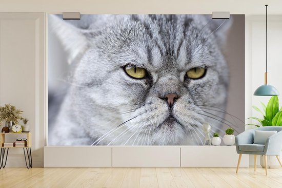 Papier Peint - Papier Papier peint photo Animaux - Chat - Grijs - Largeur 330 cm x Hauteur 220 cm