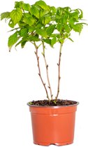 Rubus Idaeus BonBonBerry® 'Yummy' - Frambozen - Buitenplant - Zelfverbetering - ⌀12 cm - ↕25-35 cm