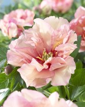 6x Pioenroos 'Paeonia canary brilliants'  bloembollen met bloeigarantie