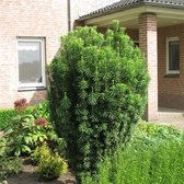 Cephalotaxus harringtonii 'Fastigiata' - Knoptaxus - Planthoogte: 30-40 cm - Pot Ø 19 cm (3 Liter)