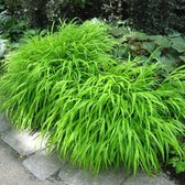 Hakonechloa macra - Japans berggras - Planthoogte: 20 cm - Pot Ø 17 cm (2 liter)