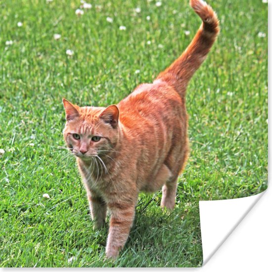 Poster Kat - Rood - Kater