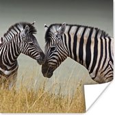 Poster Moeder zebra en haar jong - 50x50 cm