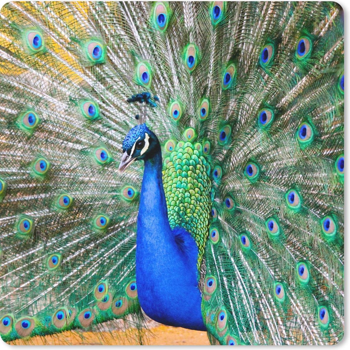 Muismat 20x20 cm - Mousepad Pauw - Veren - Blauw - Muismatten
