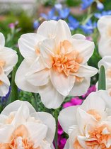 100x Narcissen 'Delnashaugh'  bloembollen met bloeigarantie