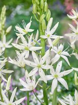 50x Camassia 'Camassia leichtlinii alba'  bloembollen met bloeigarantie