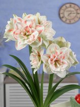 10x Hippeastrum 'Nymph'  bloembollen met bloeigarantie